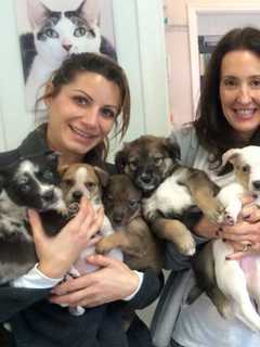 Vote For Your Favorite Rescue Pet Before Valentine's Day