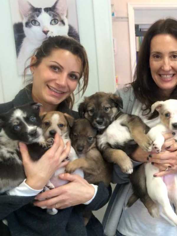 Vote For Your Favorite Rescue Pet Before Valentine's Day