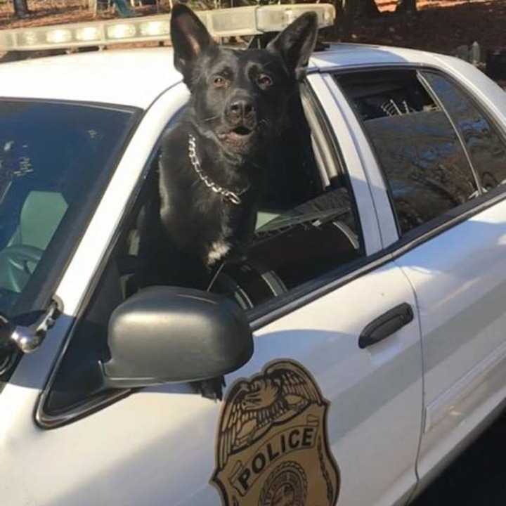 Shelton Police K-9 Stryker