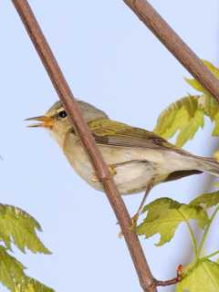 Identify Westchester Warblers At White Plains Presbyterian Church Event