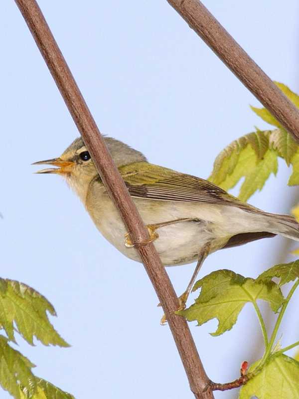 Identify Westchester Warblers At White Plains Presbyterian Church Event