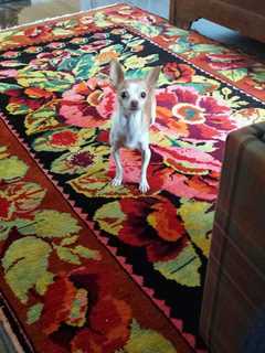 Chico The Chihuahua Is Pet Of The Week