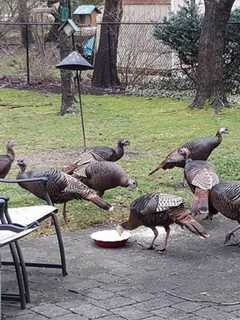 Teaneck To Use Airhorns To Combat Wild Turkeys