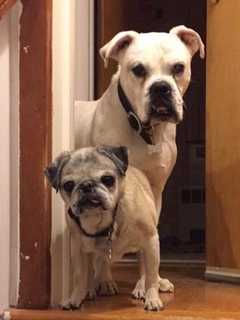 Oakland Animal Refuge Has Paws For The Cause Photo Contest