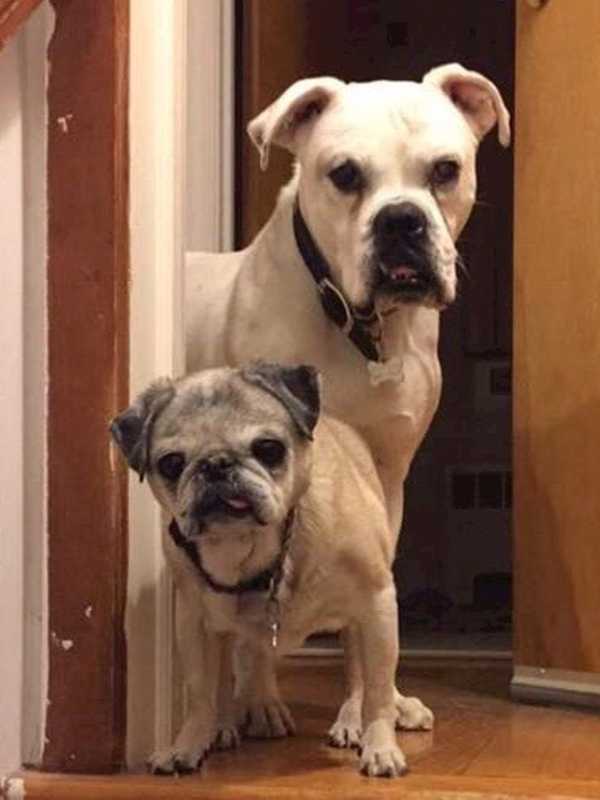 Oakland Animal Refuge Has Paws For The Cause Photo Contest