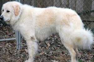 Great Pyrenees Foster Dog Missing From Ossining, Headed Toward Peekskill