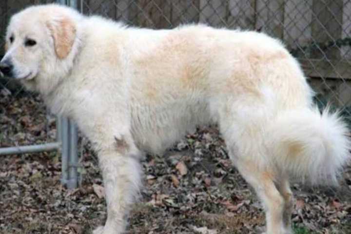 Great Pyrenees Foster Dog Missing From Ossining, Headed Toward Peekskill