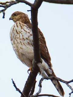 Bergen County Audubon Society To Visit Teaneck Creek Conservancy