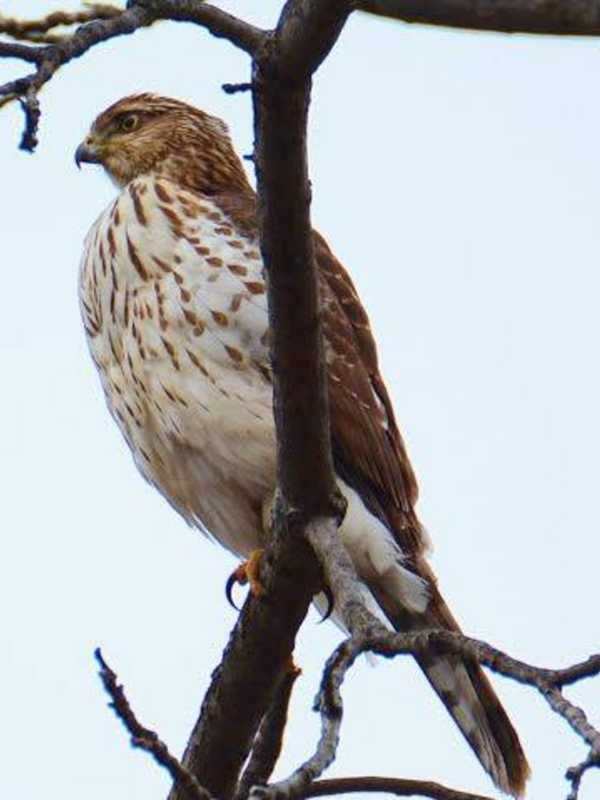 Bergen County Audubon Society To Visit Teaneck Creek Conservancy