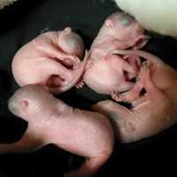 <p>The Franklin Lakes Animal Hospital got an early delivery of four infant squirrels.</p>