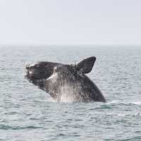 Whale Watchers Spot Entangled, Endangered Whale In 'Poor Condition' Off Jersey Shore Coast
