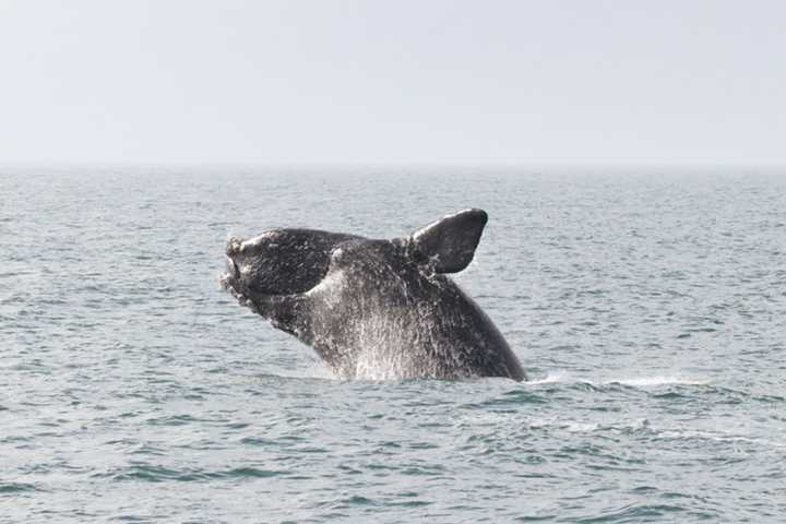 Body Of Critically Endangered Whale Found Floating Off Jersey Shore Coast