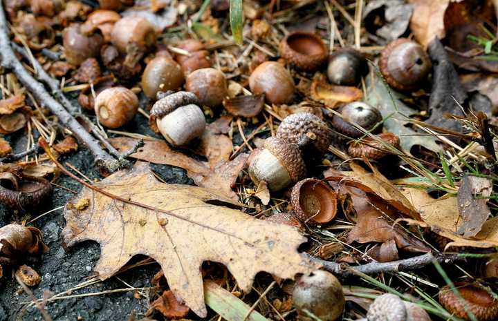 Acorn sightings increase in Westchester County, due to good tree growth