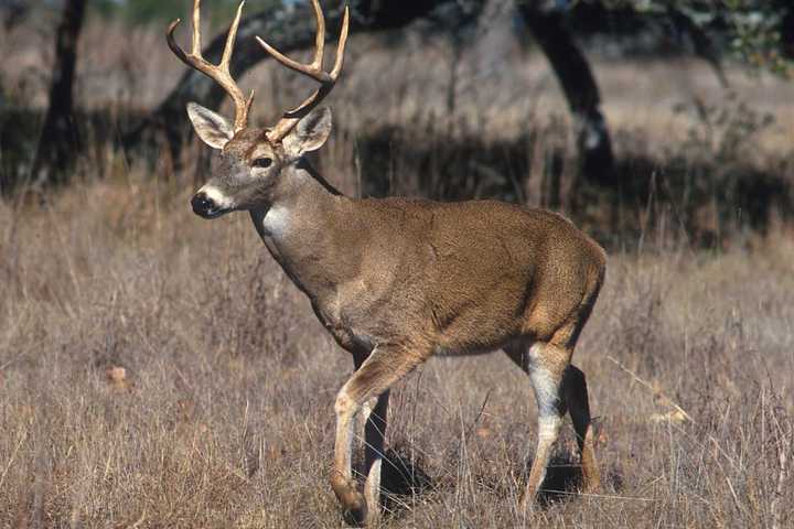 Teen Bicyclist Hit By Deer Struck By Car In NJ