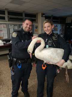 Swan Snarls Rush-Hour Traffic On Long Island Expressway