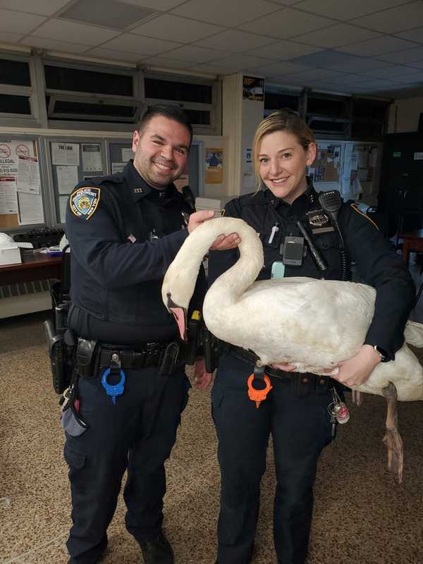 Swan Snarls Rush-Hour Traffic On Long Island Expressway