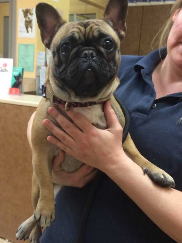 Female French Bulldog Found in Irvington