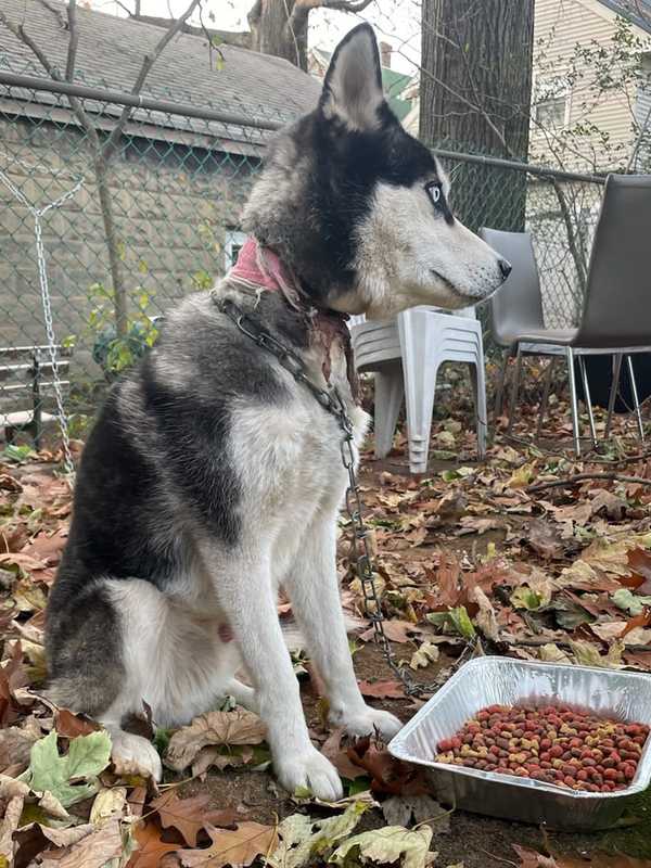 Authorities: NJ Couple Left Emaciated Dog Chained To Backyard Fence For Days After Moving Away