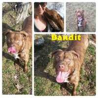 <p>Bandit</p>