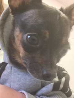 Male Chihuahua Found On Main Street In New Rochelle