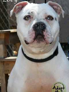 Meet Zoey, The Hi-Tor Pet Of The Week
