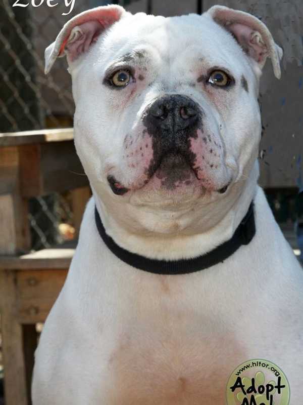 Meet Zoey, The Hi-Tor Pet Of The Week