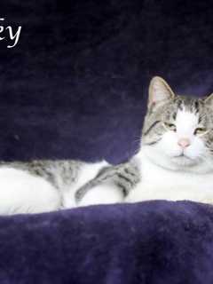 Rockland's Hi Tor Animal Shelter Features Spunky As Pet Of The Week