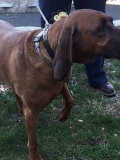 Dog Found By Stony Point Police Dog Control Officer