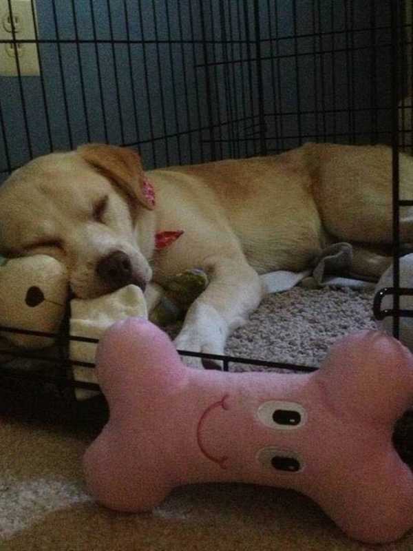 Molly, The Dog, Has Found Her Owners