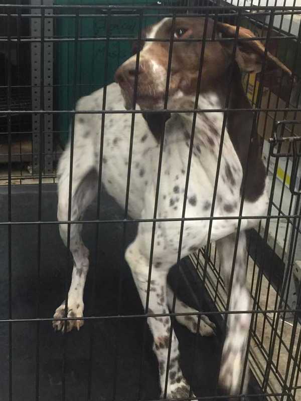 Stony Point Police Seek Owner Of Dog Found Near Parkway