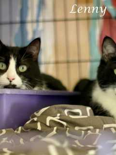 Hi Tor Animal Shelter In Pomona Announces Pets Of The Week