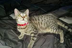 Help Find Oliver The Cat Missing From Ossining