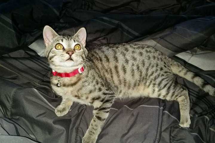 Help Find Oliver The Cat Missing From Ossining
