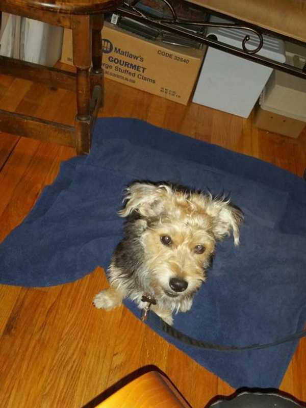 Small Male Dog Found In Yonkers