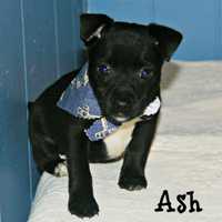 <p>Ash is one of the critters currently in need of a foster home.</p>