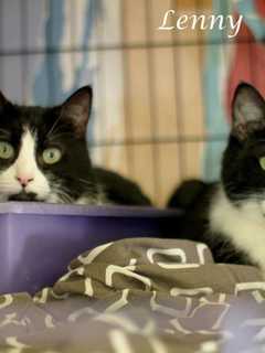 Lacey, Lenny Showcased To Find Home Hi Tor Animal Care Shelter
