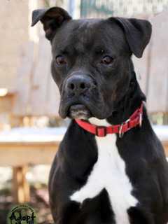 Hi Tor Animal Shelter's Pet Of The Week