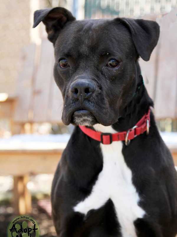 Hi Tor Animal Shelter's Pet Of The Week