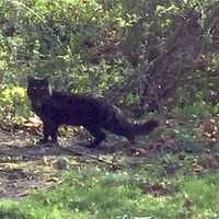 <p>A black cat (not the one pictured) tested positive for rabies in Frederick County.</p>