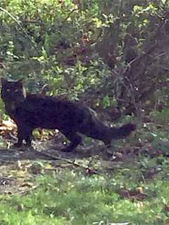 Humane Society Seeks Owners Of Cat Found In Carmel