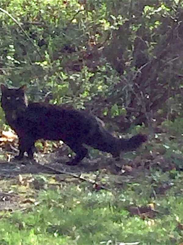 Humane Society Seeks Owners Of Cat Found In Carmel