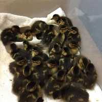 <p>Baby ducklings stay warm in Franklin Lakes.</p>