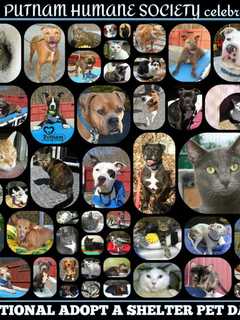 Putnam Humane Society Hopes For Big Response On Pet Adoption Day