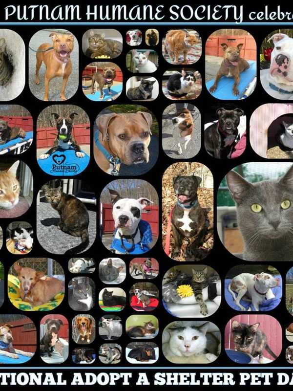 Putnam Humane Society Hopes For Big Response On Pet Adoption Day