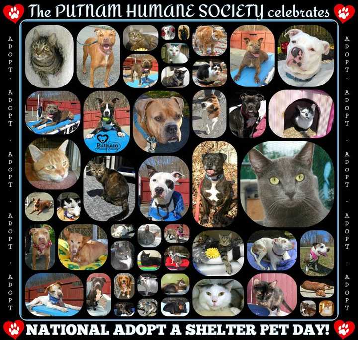 Saturday is National Adopt A Shelter Pet Day, and the Putnam Humane Society is asking all residents to consider adopting a pet.