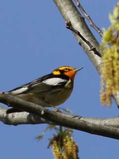 'Friends Of Garrett Mountain' Organize Bird Walk In Woodland Park