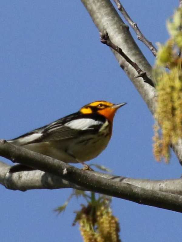 'Friends Of Garrett Mountain' Organize Bird Walk In Woodland Park