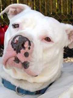 Putnam Health Department Dispenses Free Rabies Shots