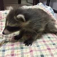 <p>A baby raccoon at the Franklin Lakes Animal Hospital.</p>