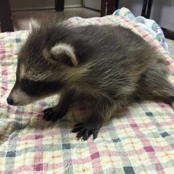 A baby raccoon at the Franklin Lakes Animal Hospital.
